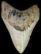 Bargain, Megalodon Tooth - North Carolina #67109-1